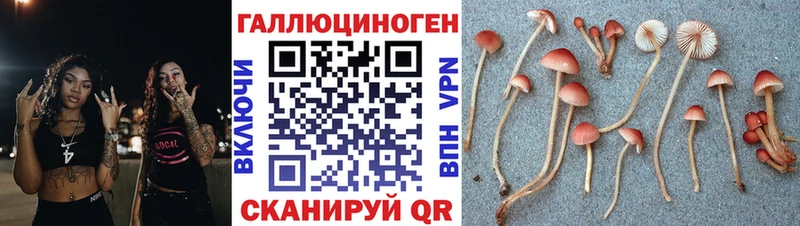 дарк нет наркотические препараты Новая Ладога Псилоцибиновые грибы Psilocybe
